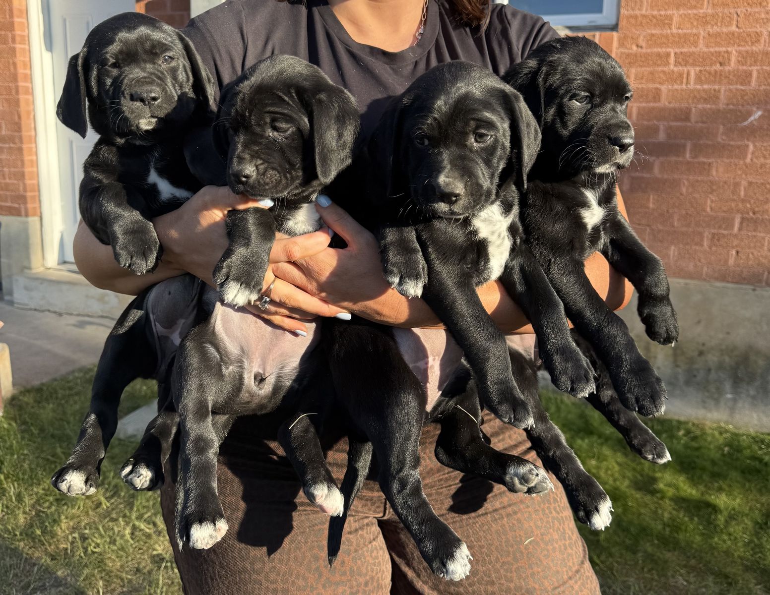 Dalmador Puppies (Lab/Dalmation)