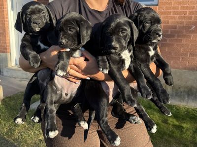 Dalmador Puppies (Lab/Dalmation)