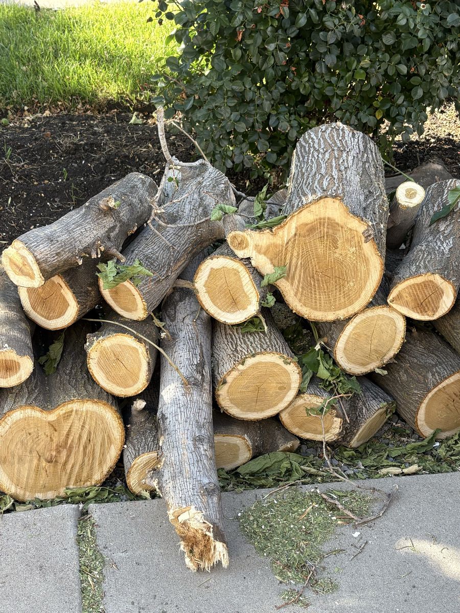 Free Fire Wood