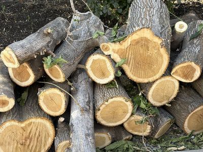 Free Fire Wood