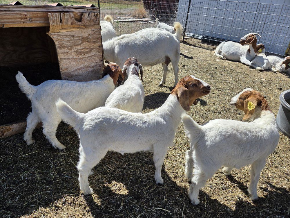 Boer Goats