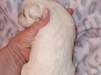 AKC MINIATURE SCHNAUZER Miss Dolly