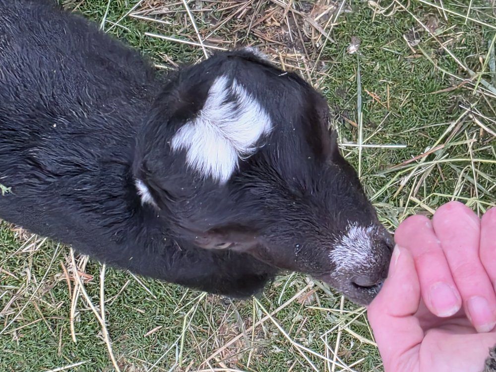 Future pack goats lamancha