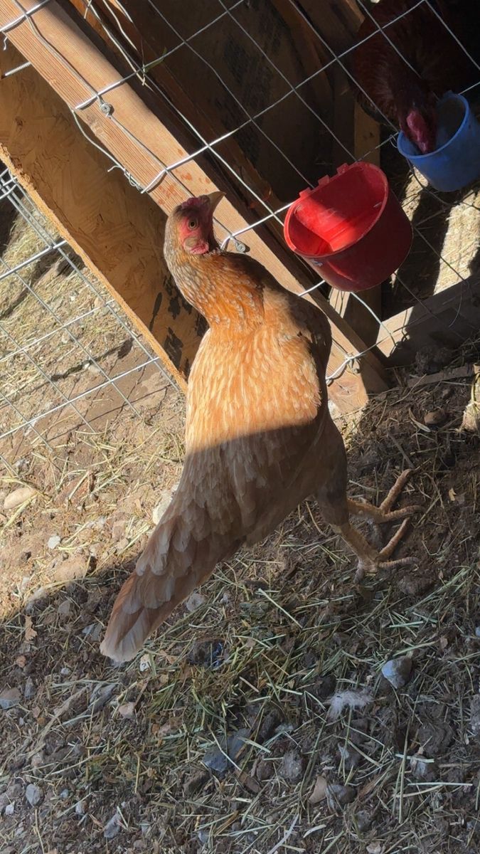 Asil hens