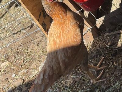 Asil hens