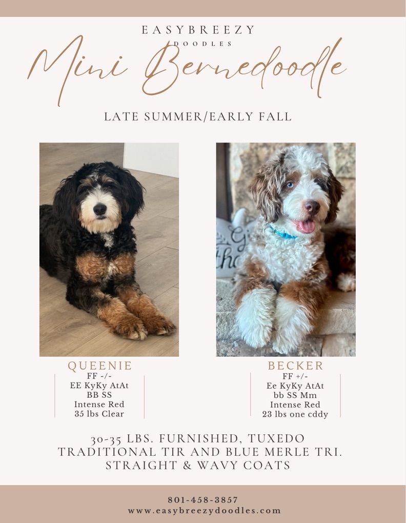 Mini Bernedoodles