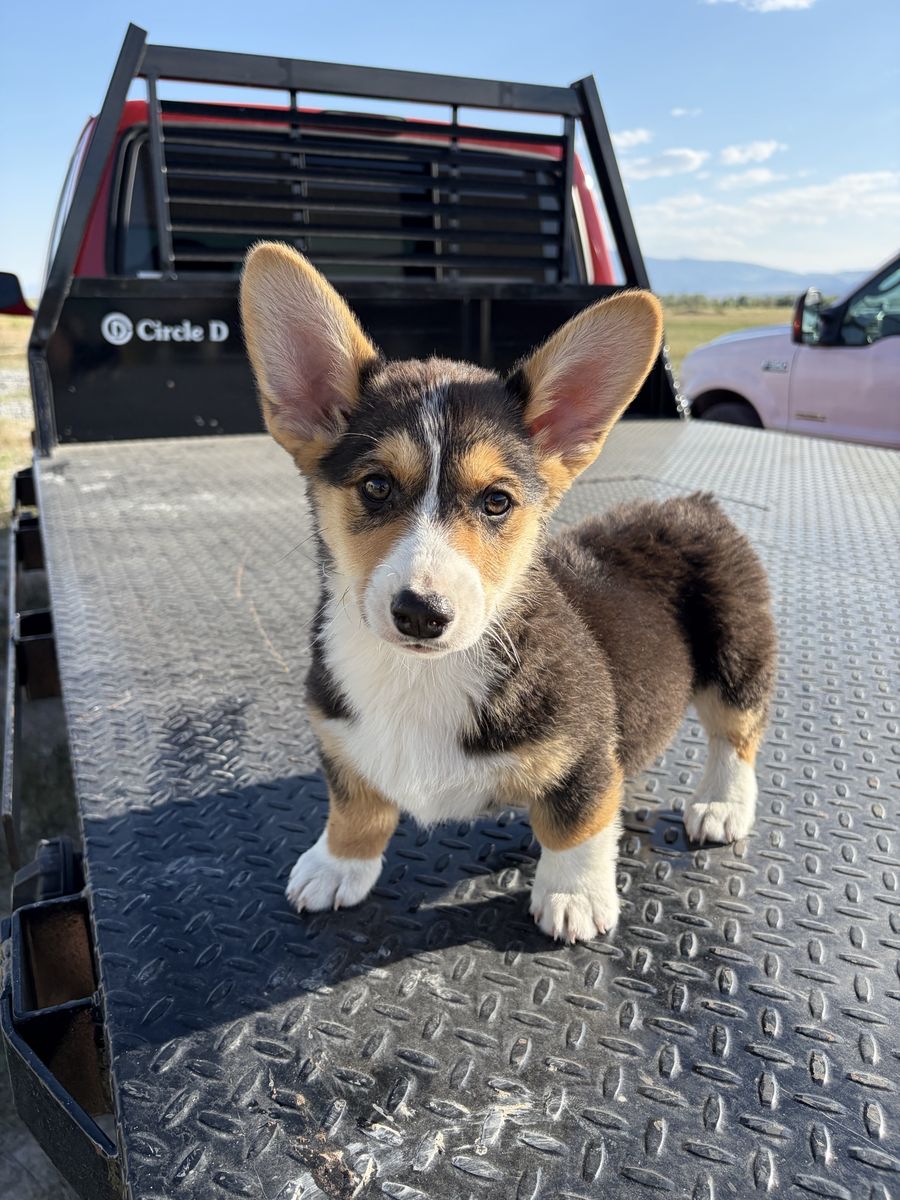 AKC Pembroke Welsh Corgi