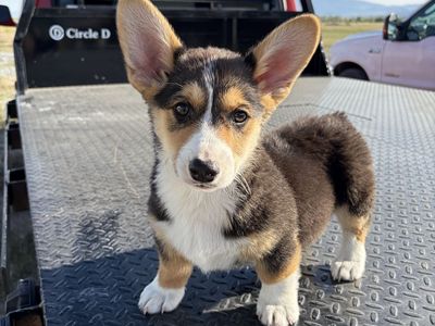 AKC Pembroke Welsh Corgi
