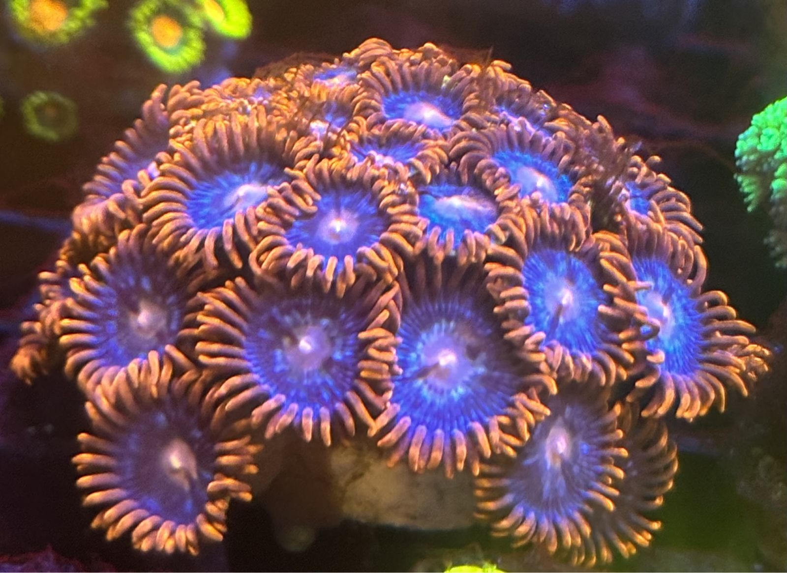 Fire and ice zoanthid frag