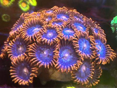 Fire and ice zoanthid frag