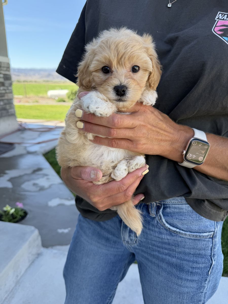 Maltipoo puppy