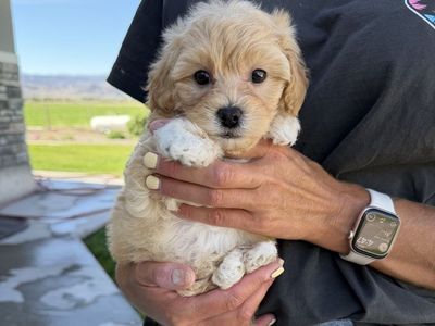 Maltipoo puppy