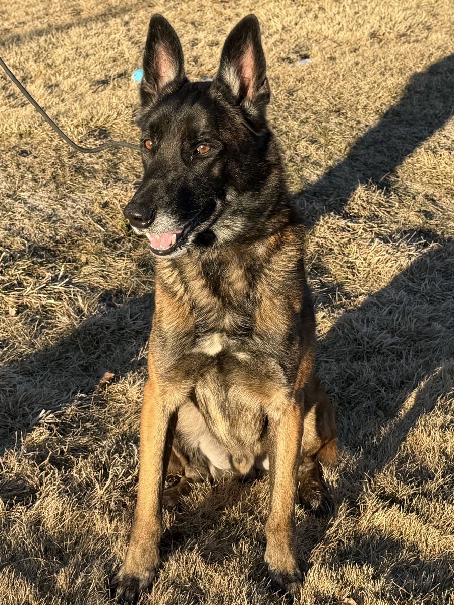 6 year old malinois