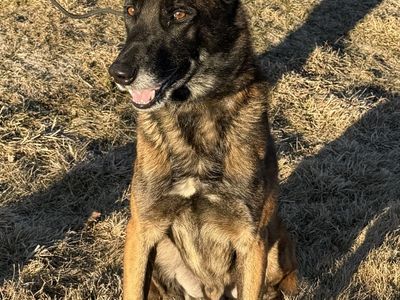 6 year old malinois