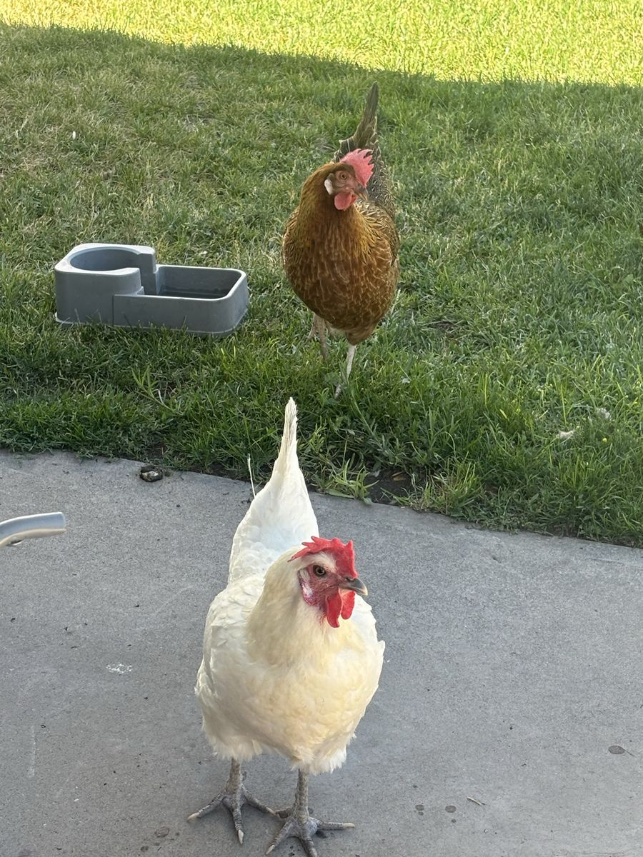 5 chickens