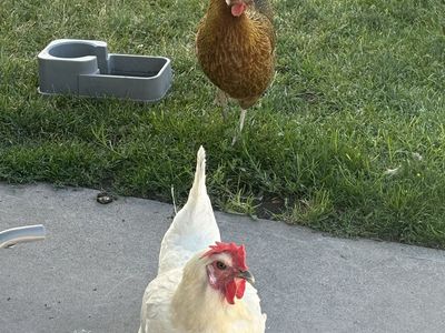 5 chickens