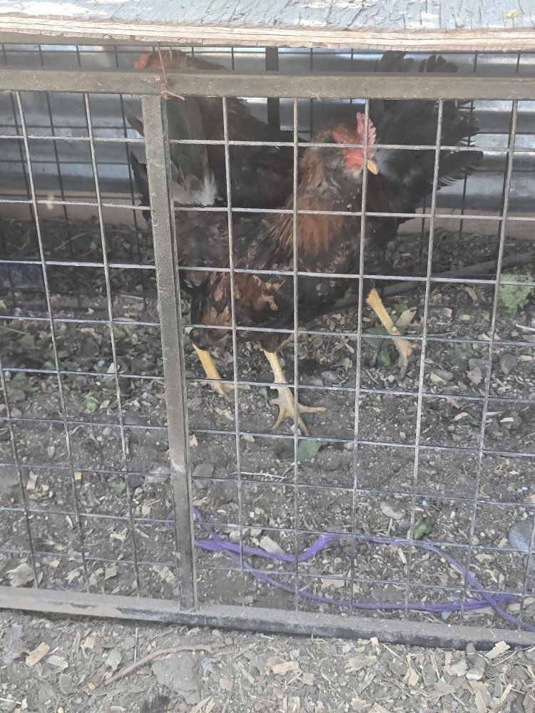 asil rooster