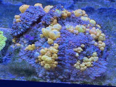 OG Bounce Mushroom Coral Frag