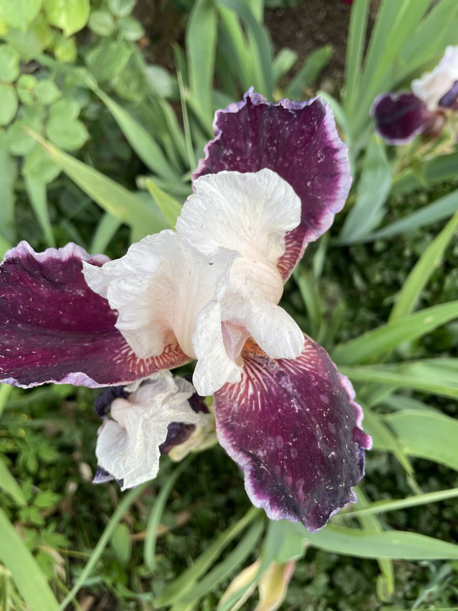 Beautiful Iris