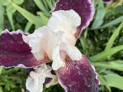 Beautiful Iris