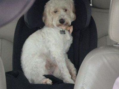 Mini Golden Doodle needing forever home! 75 obo