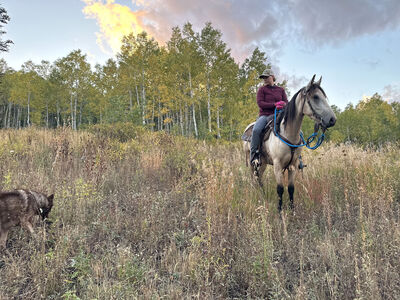 Paso Fino Gelding - DEAD BROKE - 5 Year Old