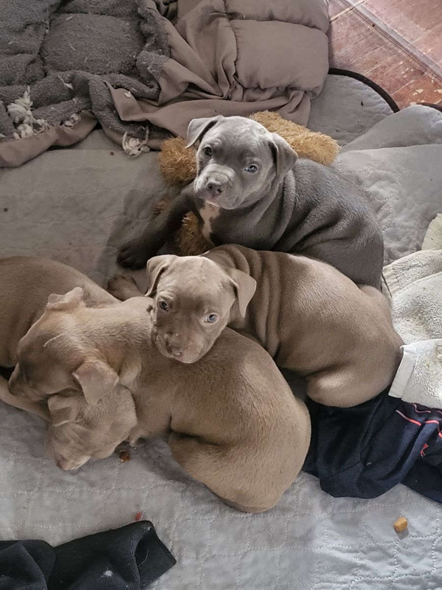 Blue nose pit bull puppys