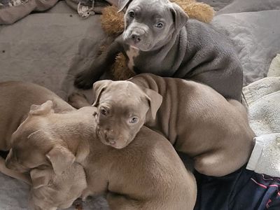 Blue nose pit bull puppys