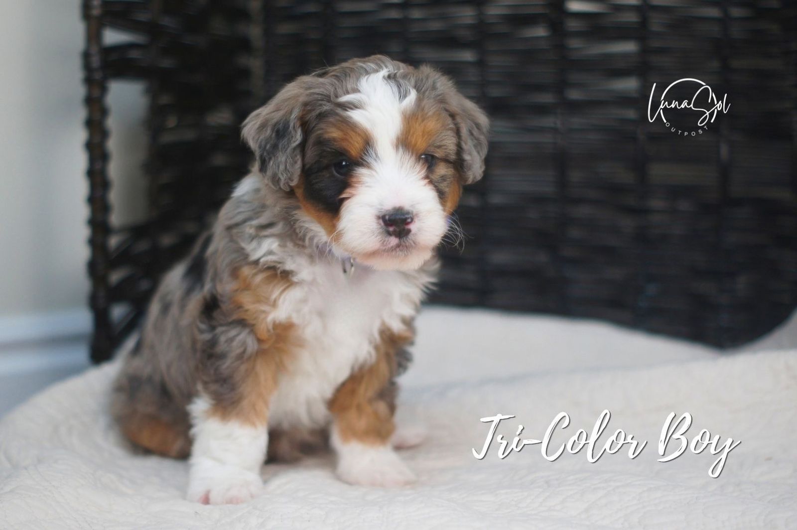 Meet Mickey - Your New Best Friend!