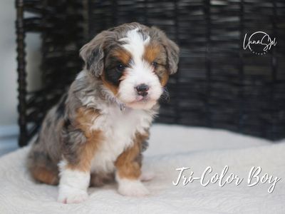 Meet Mickey - Your New Best Friend!