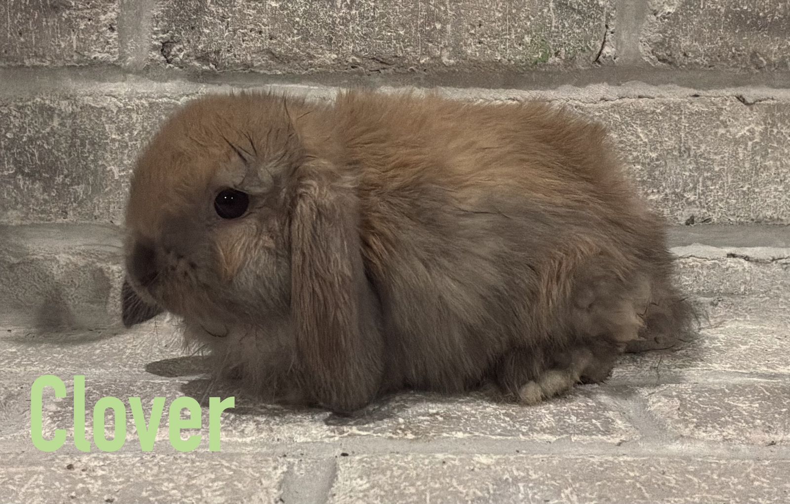 Holland Lop Bunny - Ready Next Week! Pedigreed