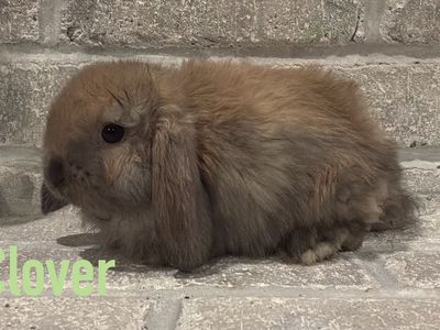 Holland Lop Bunny - Ready Next Week! Pedigreed