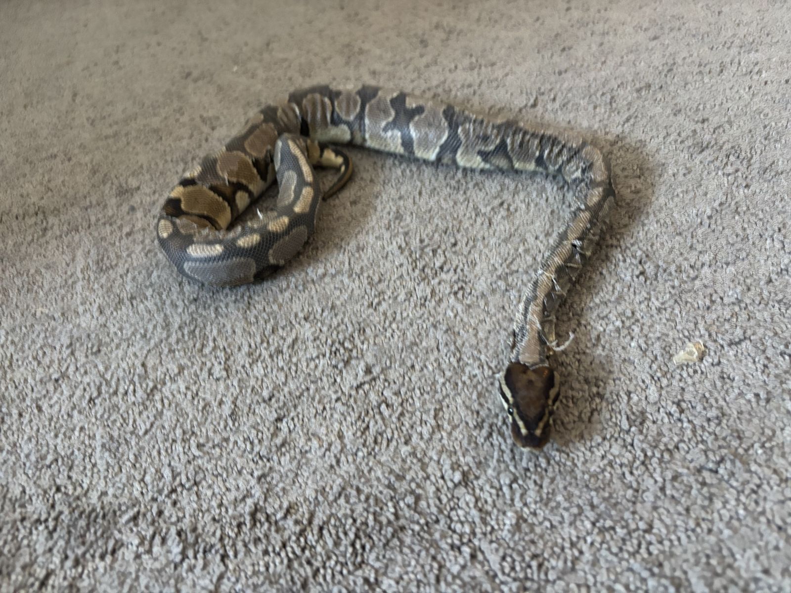 Ball python with cage and supplies