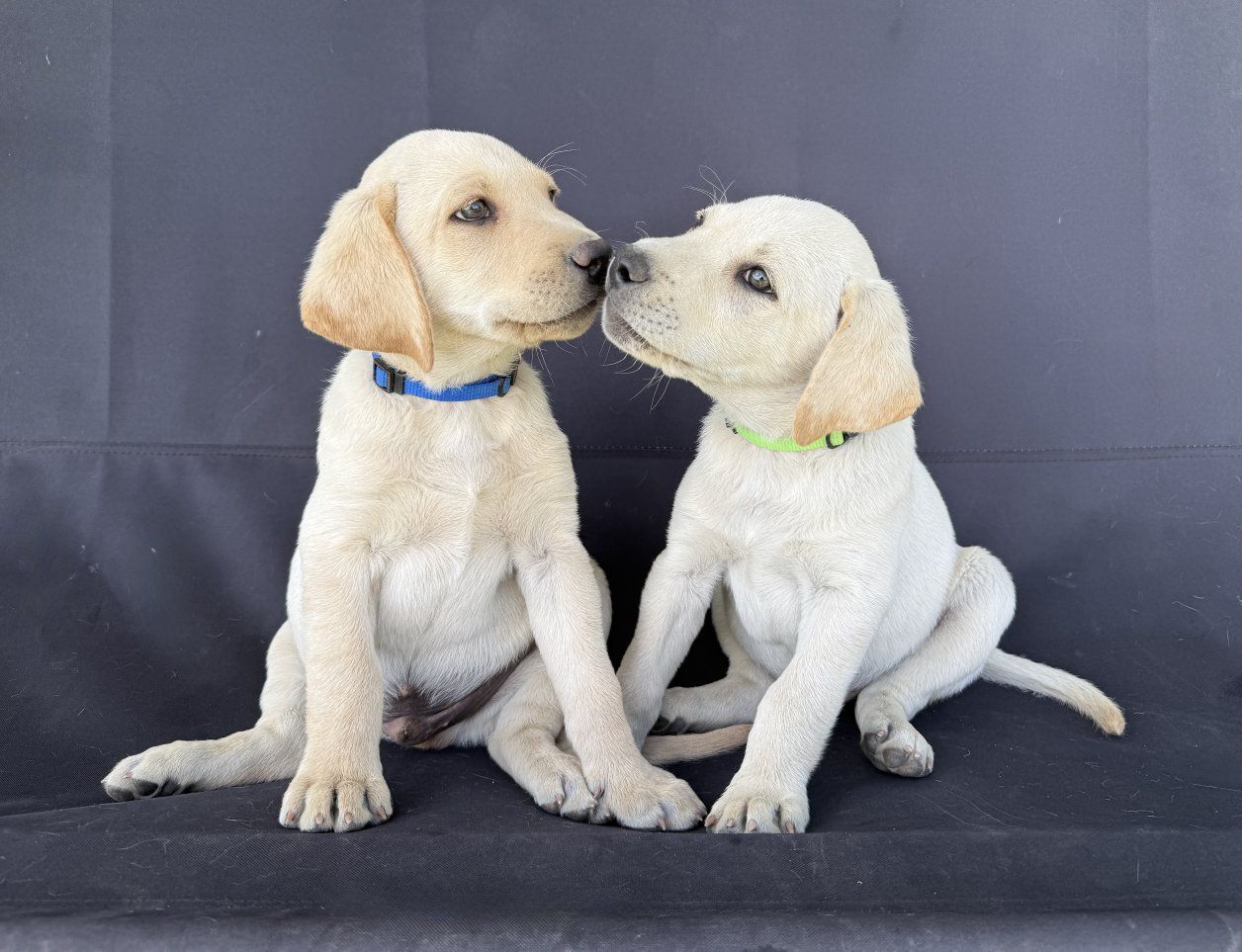 8 week old Labrador Retriever puppies, ready for new homes today!