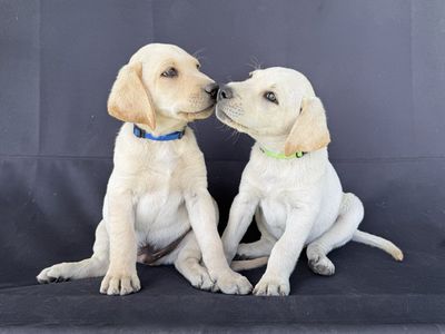 8 week old Labrador Retriever puppies, ready for new homes today!