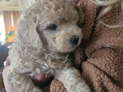 Toy Poodle/Mini Aussiedoodle Puppies