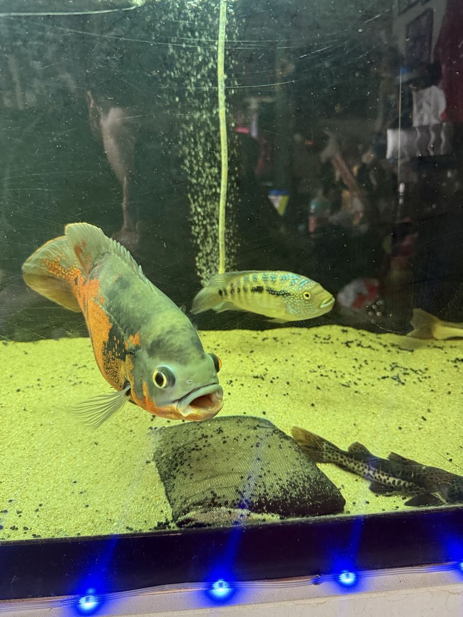 Jack Dempsey and Tiger Oscar