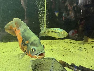 Jack Dempsey and Tiger Oscar