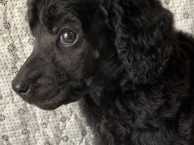 AKC Standard Poodle Puppies