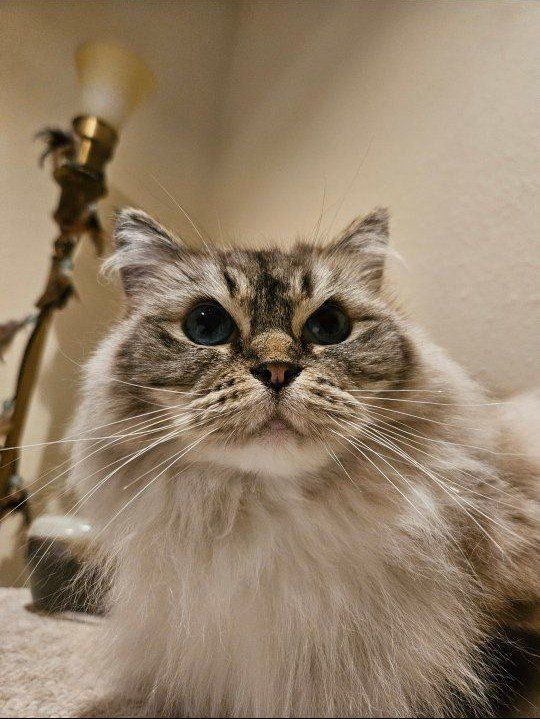 Beautiful Ragdoll