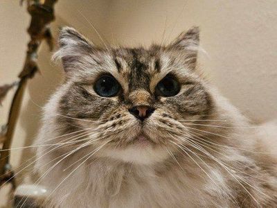 Beautiful Ragdoll