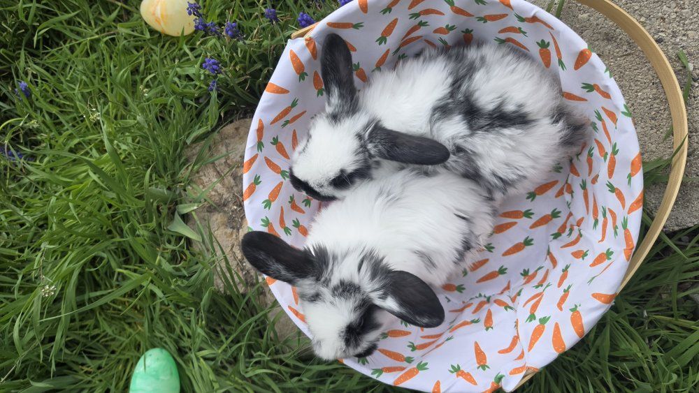 EASTER BUNNY-Holland Lop-Available Now- Black and