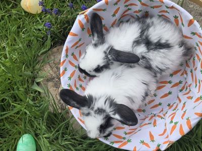 EASTER BUNNY-Holland Lop-Available Now- Black and