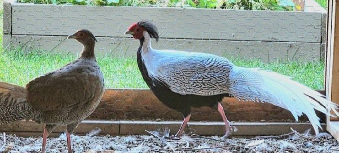 Silver Pheasants Breeding Pair