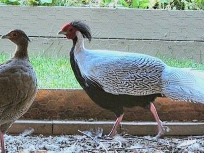 Silver Pheasants Breeding Pair