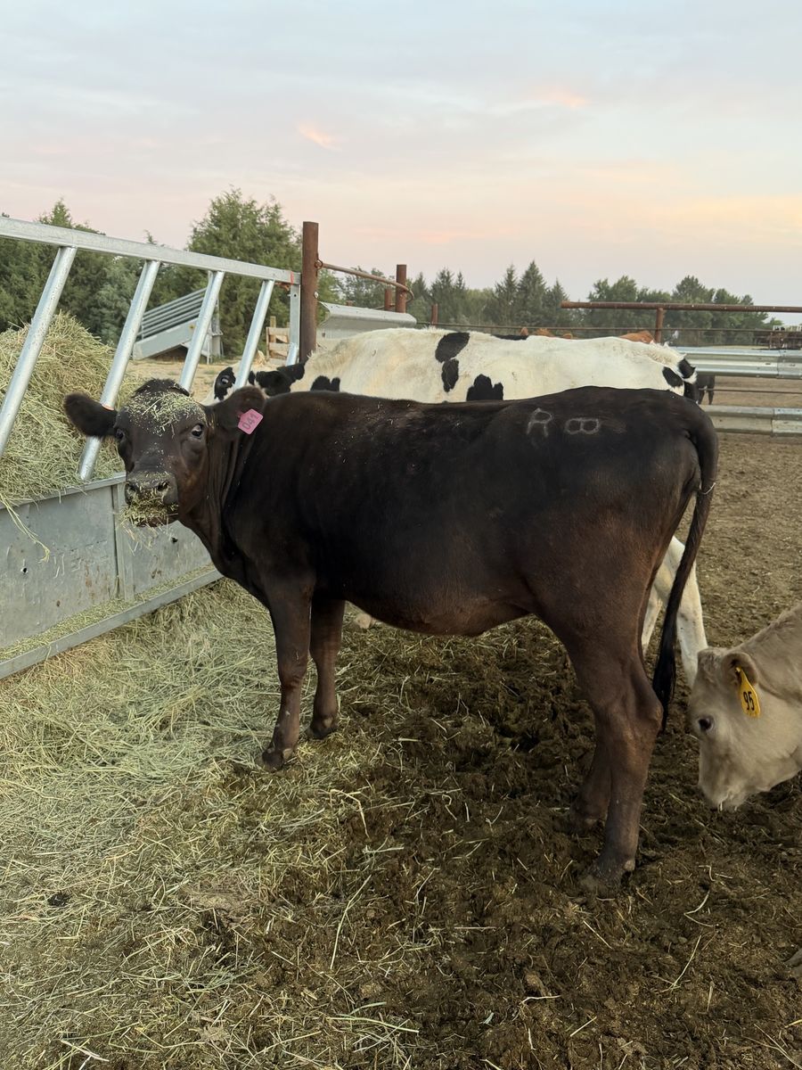 500 pound Angus Cross Heifer 