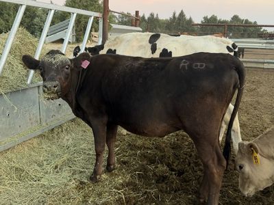 500 pound Angus Cross Heifer