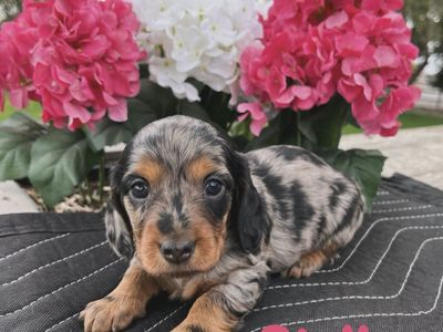Miniature Dachshund Puppies