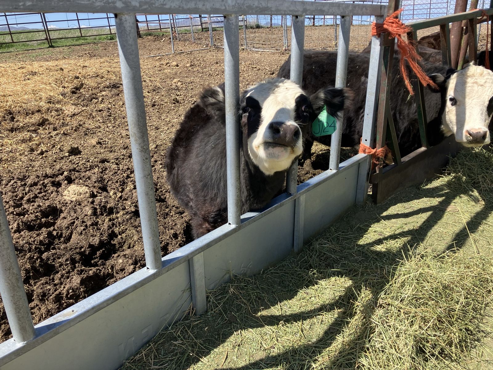 Mini Lowline/Hereford heifer.