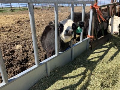 Mini Lowline/Hereford heifer.